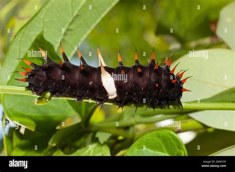 Caterpillar queen alexandras birdwing hi-res stock photography and ...