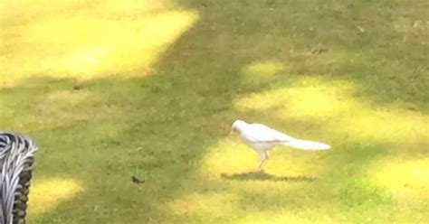 A rare 'one in a million' albino magpie is living in a Croydon garden - MyLondon