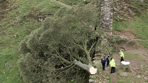 Vandalism? The famous 300-year-old “Robin Hood tree” was cut down in ...