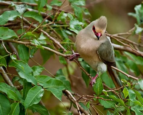 Red-faced mousebird - Facts, Diet, Habitat & Pictures on Animalia.bio