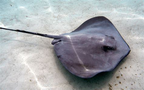 Stingray Facts | Dolphin Discovery | Blogs