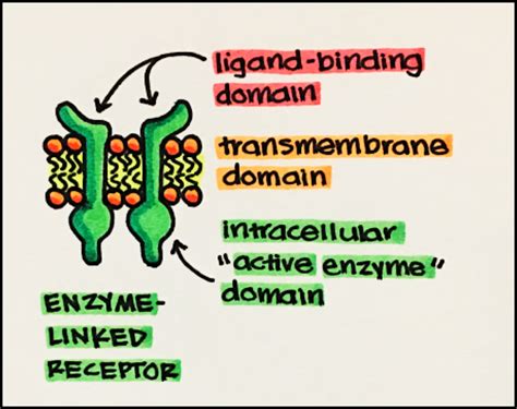 13. Enzyme-Linked Receptors – Principles of Pharmacology – Study Guide