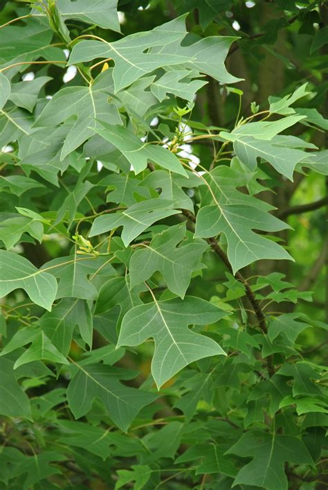 Liriodendron chinense | Chinese tulip tree - Van den Berk Nurseries