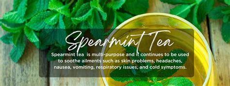 Spearmint tea - Health Benefits, Uses and Important Facts - PotsandPans India