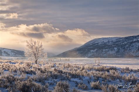 Frosted Lamar | Lamar Valley, Yellowstone NP, WY | Art in Nature Photography