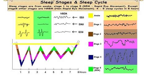 Sleep Stages | Sleep cycle stages, Sleep cycle, Slow wave sleep