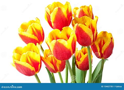 Red and yellow tulips. stock photo. Image of bouquet - 13462730