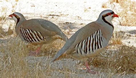 Chukar Partridge | The Animal Facts | Appearance, Diet, Habitat, Behavior