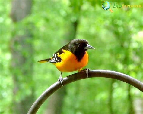 Top 10 Birds of Massachusetts | Massachusetts State Bird | BioExplorer