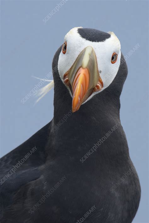 Tufted puffin in breeding plumage - Stock Image - C041/3458 - Science ...