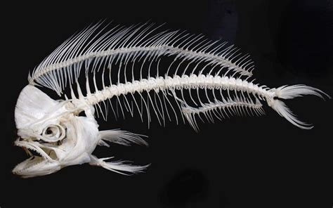 the skeleton of a fish with long, white feathers on it's back end