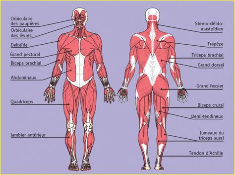 le fonctionnement du corps humain | Muscles corps humain, Corps humain, Anatomie du corps humain