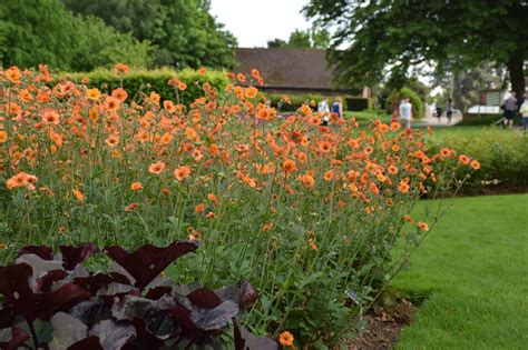 Geum-Totally-Tangerine-11 - PlantHaven International