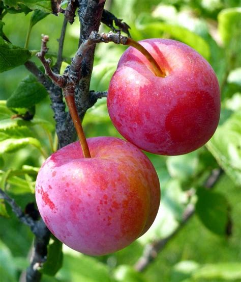 Plum tree, how to have great plums | Plum tree, Pruning plum trees, Plum fruit