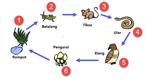 Rantai makanan padang rumput | Augusta