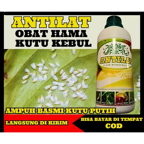 Jual pestisida antilat obat hama kutu putih, kutu kebul pada daun, batang, dan akar tanaman ...