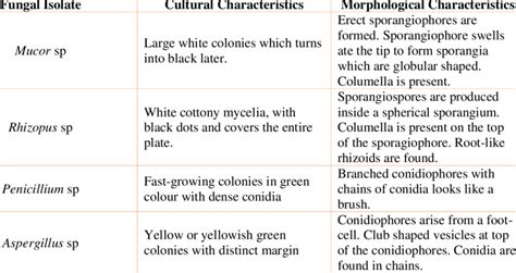 Cultural and morphological characteristics of identified fungi ...