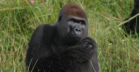 Gorillas more plentiful in Africa than thought, but population dropping