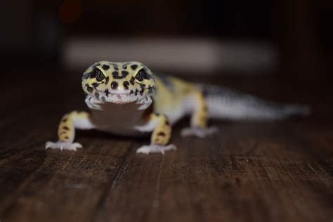 The Ultimate Guide to a Nutritious Diet for Your Leopard Gecko – GotFeeders