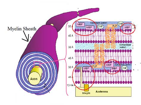 Figure 14: Diagram of Myelin and its Components. The proteins studied ...