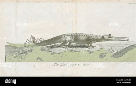 Gavialis gangeticus, Print, The gharial (Gavialis gangeticus), also ...