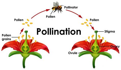 Pollination - ClassNotes.ng