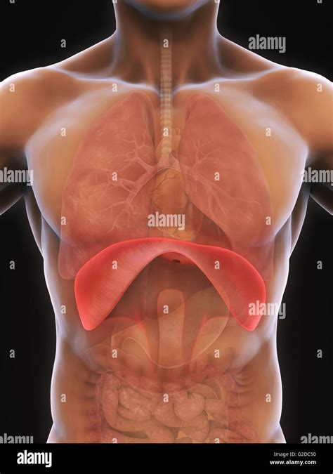 Human Diaphragm Anatomy Stock Photo - Alamy