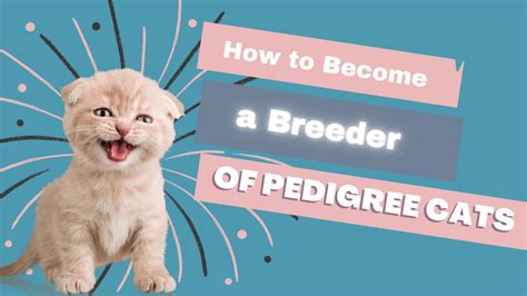 How to Become a Cat Breeder