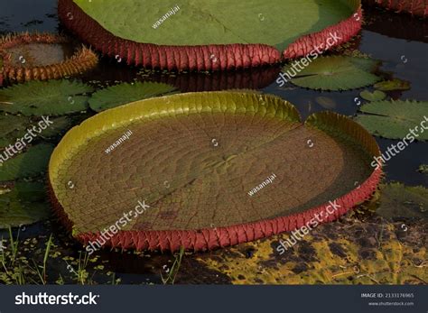 Victoria Lotus Flower On Nature Background Stock Photo 2133176965 | Shutterstock