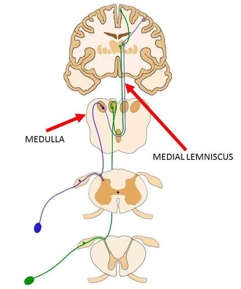 Medial lemniscus - definition — Neuroscientifically Challenged