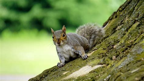 10 facts about grey squirrels – Southwick Country Park Nature Reserve