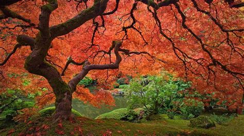 Japanese Garden, autumn, tree, japan, japanese, maple, garden, HD wallpaper | Peakpx