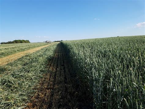 Fermenting for Forages: Small Grain Silage | UNL Beef