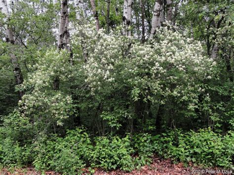 Cornus racemosa (Gray Dogwood): Minnesota Wildflowers