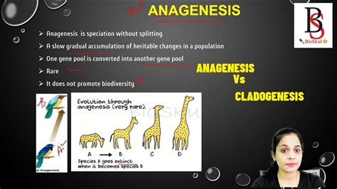 What is Anagenesis & Cladogenesis ? - YouTube