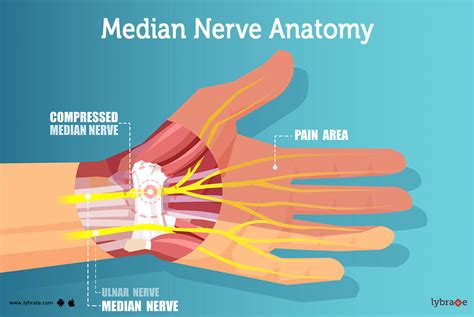 median nerve - plantecuador.com