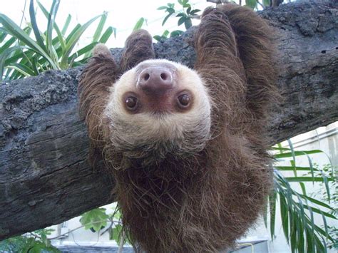 Your Votes Are In: Sloths Are Cute - Atlas Obscura