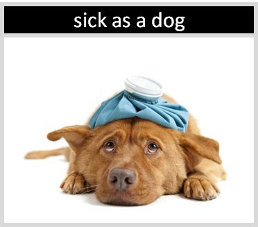 What Is The Meaning Of The Idiom Sick As A Dog