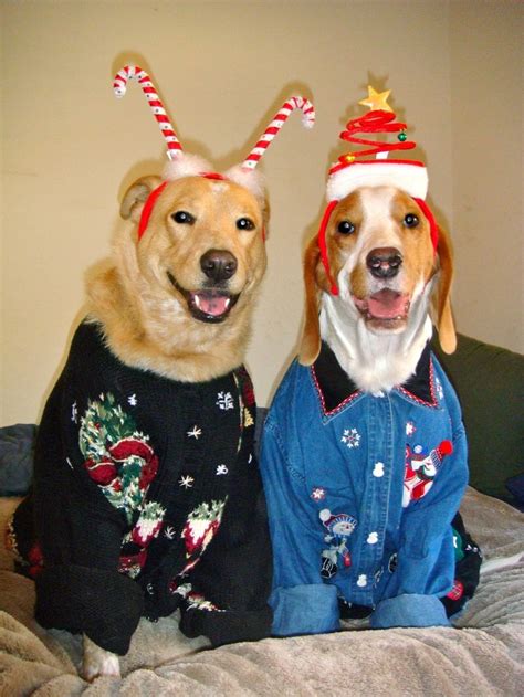 Adorable Dogs in Horrible Christmas Sweaters - LIFE WITH DOGS