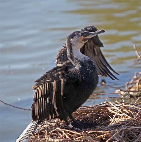 Pictures and information on White-breasted Cormorant