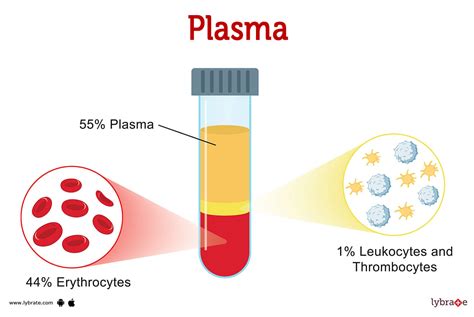 Plasma (Human Anatomy): Picture , Functions, Diseases and Treatments