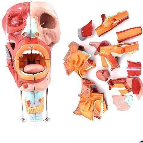 Buy Nose Mouth Throat Cavity Model Anatomia Model PVC Tongue Neck Throat Muscles Neurovascular ...