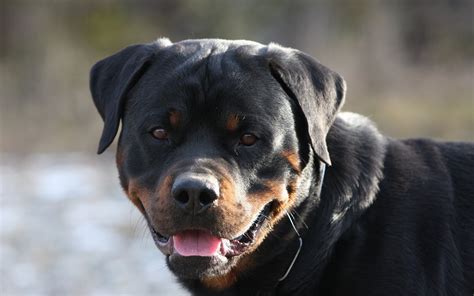 rottweiler, Dog, Dogs Wallpapers HD / Desktop and Mobile Backgrounds