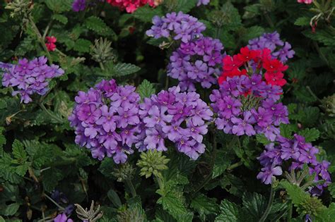 EnduraScape™ Purple Verbena (Verbena 'Balendurp') in Naperville Aurora ...