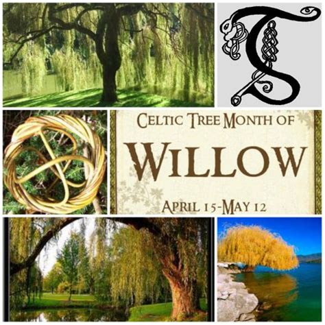 Willow Celtic Tree Month | Celtic tree, Celtic, Celtic tree calendar