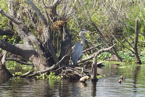 St. Johns Wildlife Tours | Airboat Rides and Custom Eco-Tours on ...