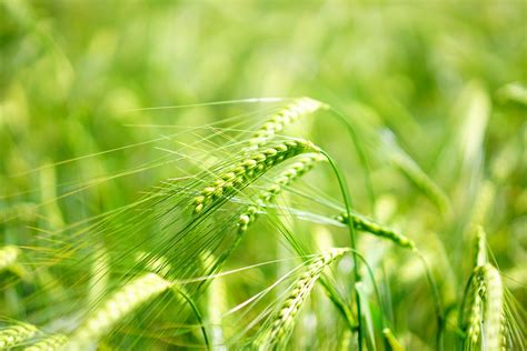 Free Images : nature, lawn, meadow, grain, leaf, food, green, agriculture, cereal, flowers ...