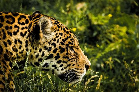 Jaguar Wild Cat Mammal · Free photo on Pixabay