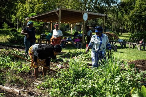 Houston community gardens allow residents to grow fresh produce