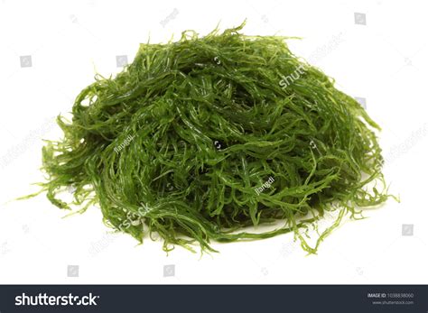 Laminaria Kelp Seaweed Isolated On White Stock Photo 1038838060 ...